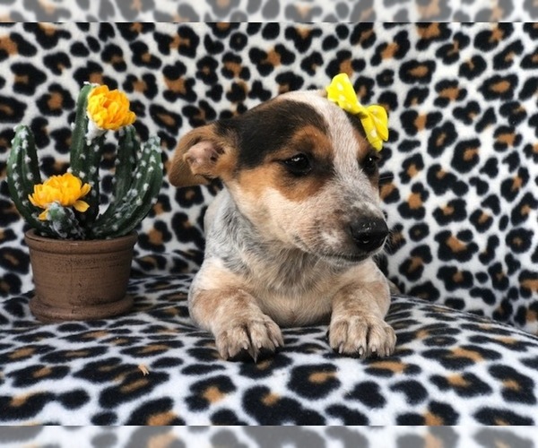 Medium Photo #2 Australian Cattle Dog-Jack Russell Terrier Mix Puppy For Sale in LAKELAND, FL, USA