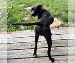 Small #5 American Pit Bull Terrier Mix