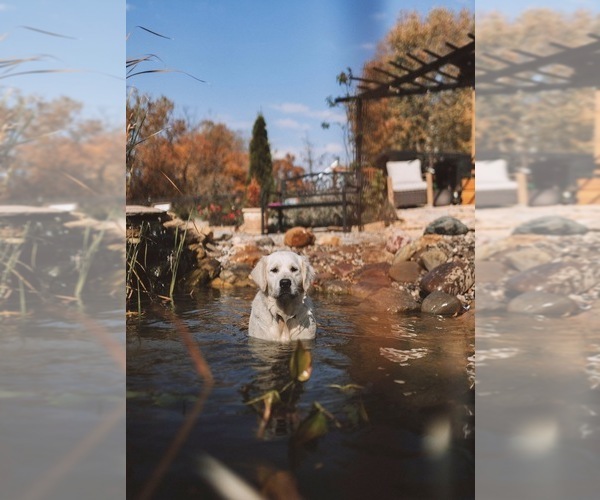 Medium Photo #1 English Cream Golden Retriever Puppy For Sale in VERONA, KY, USA