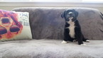 Puppy 1 Labrador Retriever-Unknown Mix