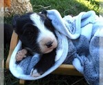 Puppy Puppy 1 Female Bordernese