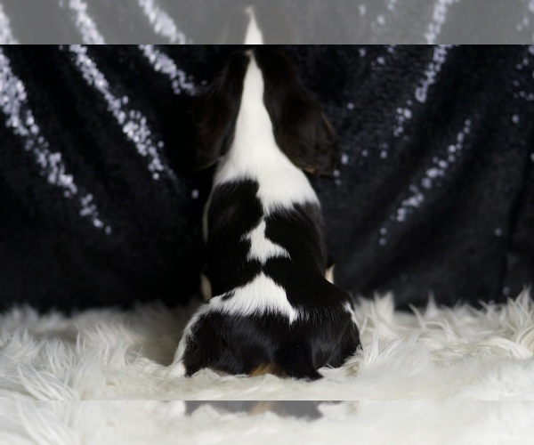 Medium Photo #8 Cavalier King Charles Spaniel Puppy For Sale in WARSAW, IN, USA