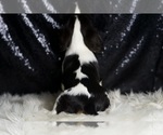 Small #7 Cavalier King Charles Spaniel