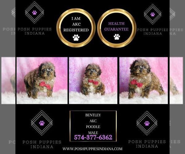 Medium Photo #6 Poodle (Miniature) Puppy For Sale in WARSAW, IN, USA