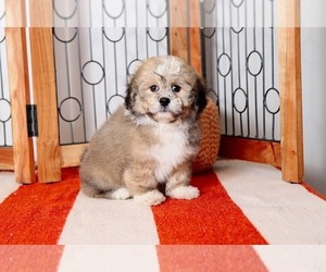 Zuchon Puppy for sale in NAPLES, FL, USA