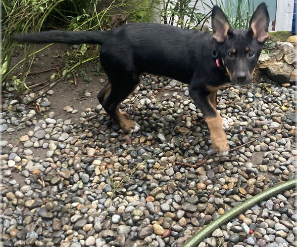 Medium Photo #9 German Shepherd Dog Puppy For Sale in Seattle, WA, USA