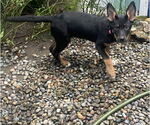 Small #8 German Shepherd Dog