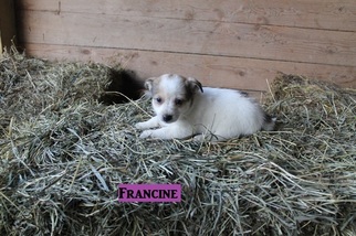 Jack Russell Terrier-Unknown Mix Puppy for sale in WOODWARD, PA, USA
