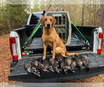 Small #16 Labrador Retriever