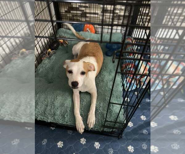 Medium Photo #4 Chihuahua-Whippet Mix Puppy For Sale in Cave Creek, AZ, USA