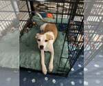 Small #3 Chihuahua-Whippet Mix