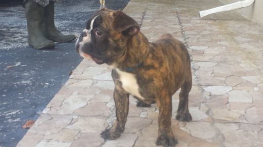Medium Photo #1 French Bulldog Puppy For Sale in HOLLYWOOD, FL, USA