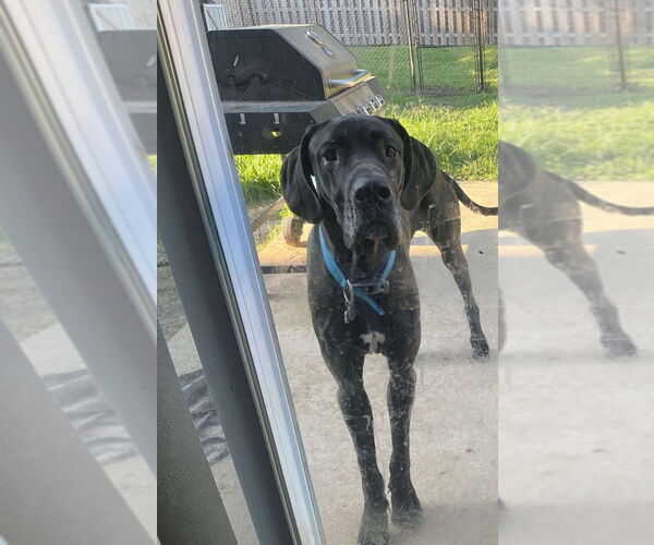Medium Photo #1 Great Dane Puppy For Sale in Bullard, TX, USA