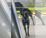 Small Great Dane