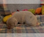 Small Photo #100 Great Dane Puppy For Sale in SPRAGGS, PA, USA