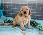 Puppy Tabby Golden Retriever