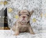 Small #1 French Bulldog