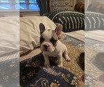 Puppy Bear French Bulldog