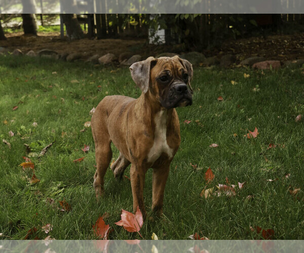 Medium Photo #6 Boxer Puppy For Sale in SHIPSHEWANA, IN, USA
