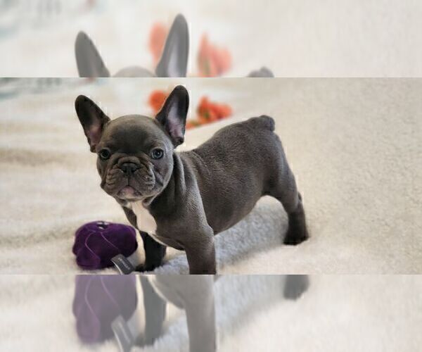 Medium Photo #8 French Bulldog Puppy For Sale in CAPE CORAL, FL, USA