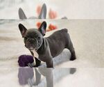 Small #7 French Bulldog