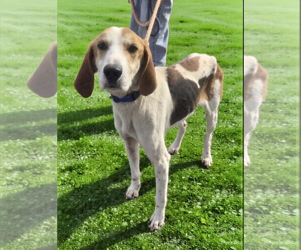 Medium Photo #2 Mutt Puppy For Sale in Rustburg, VA, USA