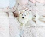 Small Photo #9 Maltese Puppy For Sale in TAMPA, FL, USA