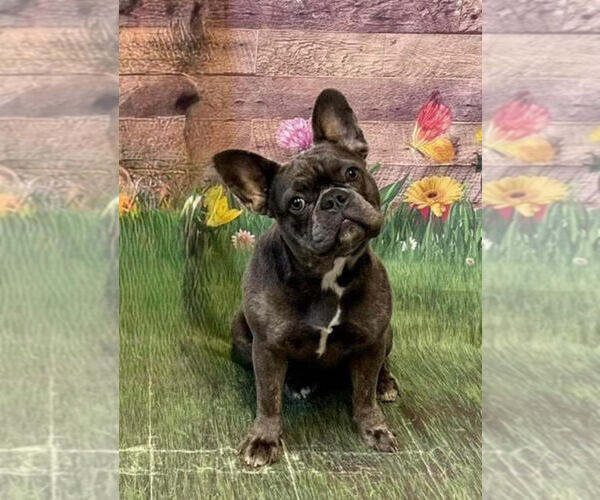 Medium Photo #1 French Bulldog Puppy For Sale in COLORADO SPRINGS, CO, USA