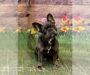 Mother of the French Bulldog puppies born on 04/05/2025