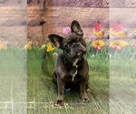 Small Photo #1 French Bulldog Puppy For Sale in COLORADO SPRINGS, CO, USA
