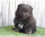 Small #21 Pomeranian