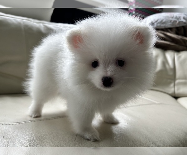 Medium Photo #1 Pomeranian Puppy For Sale in DES MOINES, WA, USA