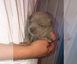 Small Photo #6 American Bully Puppy For Sale in CONCORD, CA, USA