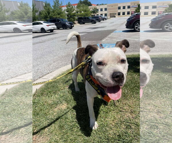 Medium Photo #6 American Pit Bull Terrier-Unknown Mix Puppy For Sale in Derwood, MD, USA