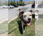Small #5 American Pit Bull Terrier Mix