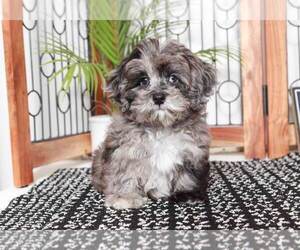 Medium ShihPoo