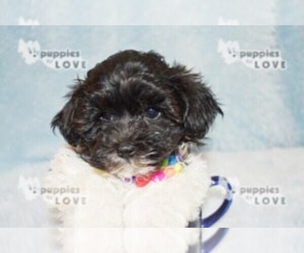 Medium Photo #12 Maltipoo Puppy For Sale in SANGER, TX, USA