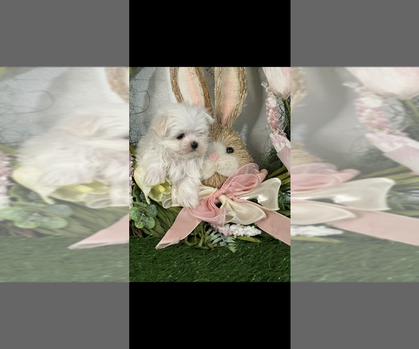 Medium Photo #2 Maltese Puppy For Sale in NILES, MI, USA
