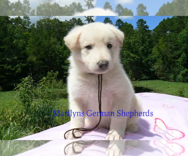 Medium Photo #6 German Shepherd Dog Puppy For Sale in PIEDMONT, MO, USA
