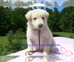 Small #5 German Shepherd Dog