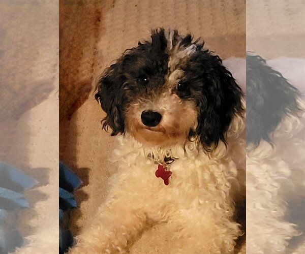 Medium Photo #5 Poodle (Miniature) Puppy For Sale in St. Louis Park, MN, USA