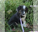 Puppy 2 English Shepherd