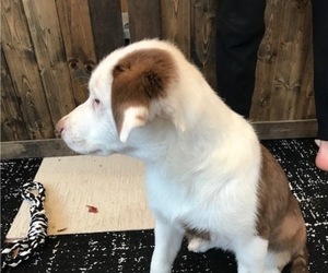 Australian Shepherd Puppy for sale in VERMONTVILLE, MI, USA