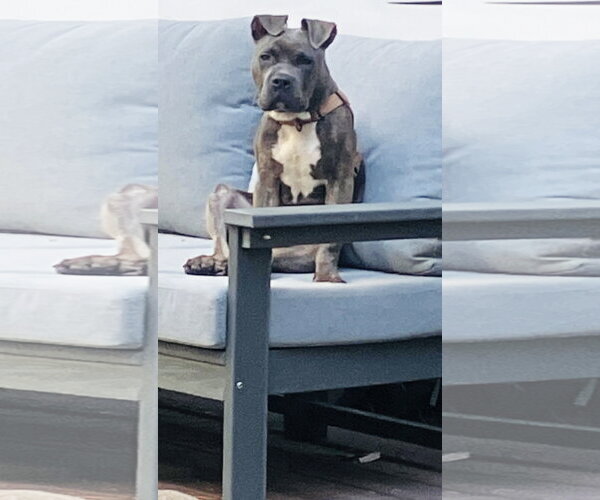 Medium Photo #2 American Staffordshire Terrier-Boxer Mix Puppy For Sale in Princeton, MN, USA