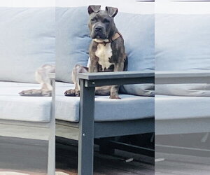 Humphrey - Male American Staffordshire Terrier-Boxer Mix Dog for Adoption - Photo #2