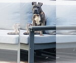 Small Photo #2 American Staffordshire Terrier-Boxer Mix Puppy For Sale in Princeton, MN, USA