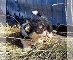 Small Photo #1 Bichon Frise-Pembroke Welsh Corgi Mix Puppy For Sale in AINSWORTH, NE, USA