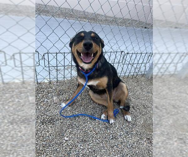 Medium Photo #1 German Shepherd Dog-Unknown Mix Puppy For Sale in Las Vegas, NV, USA