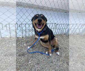 German Shepherd Dog-Unknown Mix Dogs for adoption in Las Vegas, NV, USA