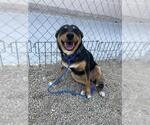Small German Shepherd Dog Mix